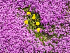 Dandelion flowers surrounded by pink creeping phlox flowers