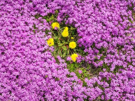 Dandelion flowers surrounded by pink creeping phlox flowers