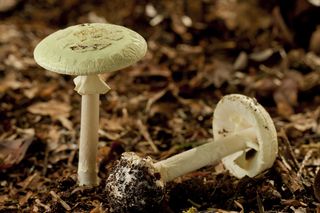 Death cap mushroom (Amanita phalloides)