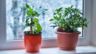 Two indoor plants on a windowsill with snow outside