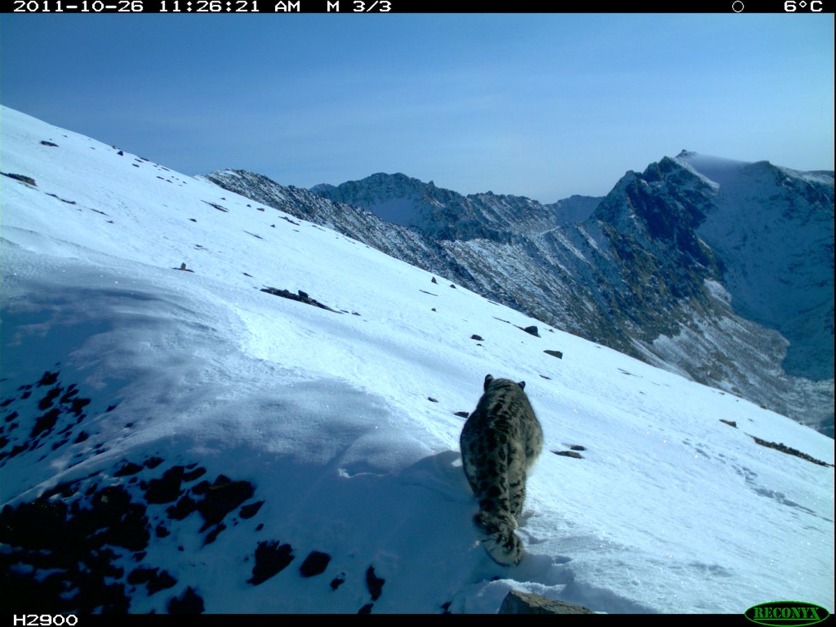 Snow leopard image captured by camera trap in Siberia