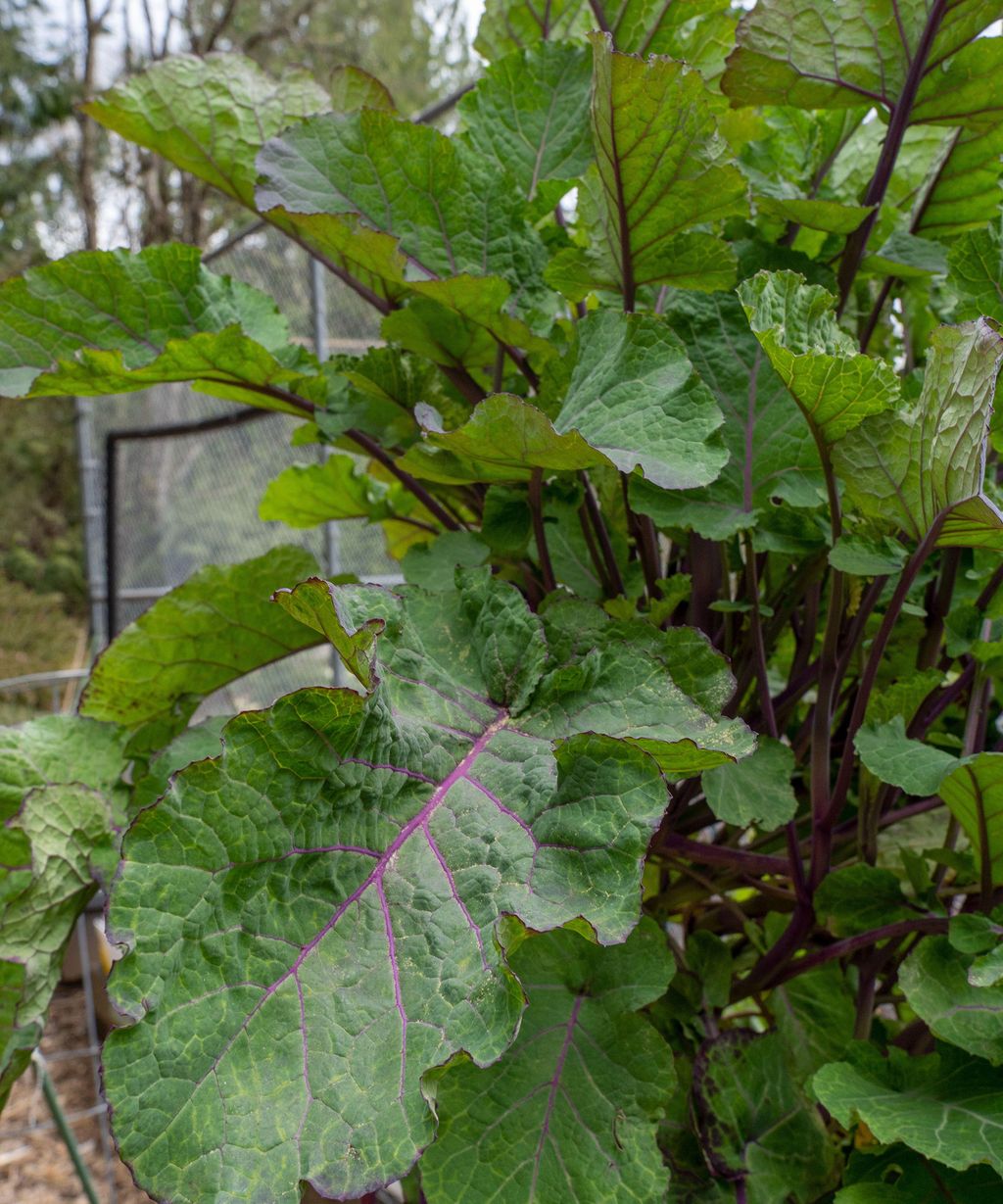 Tree Collards: Complete Care And Growing Guide | Gardening Know How