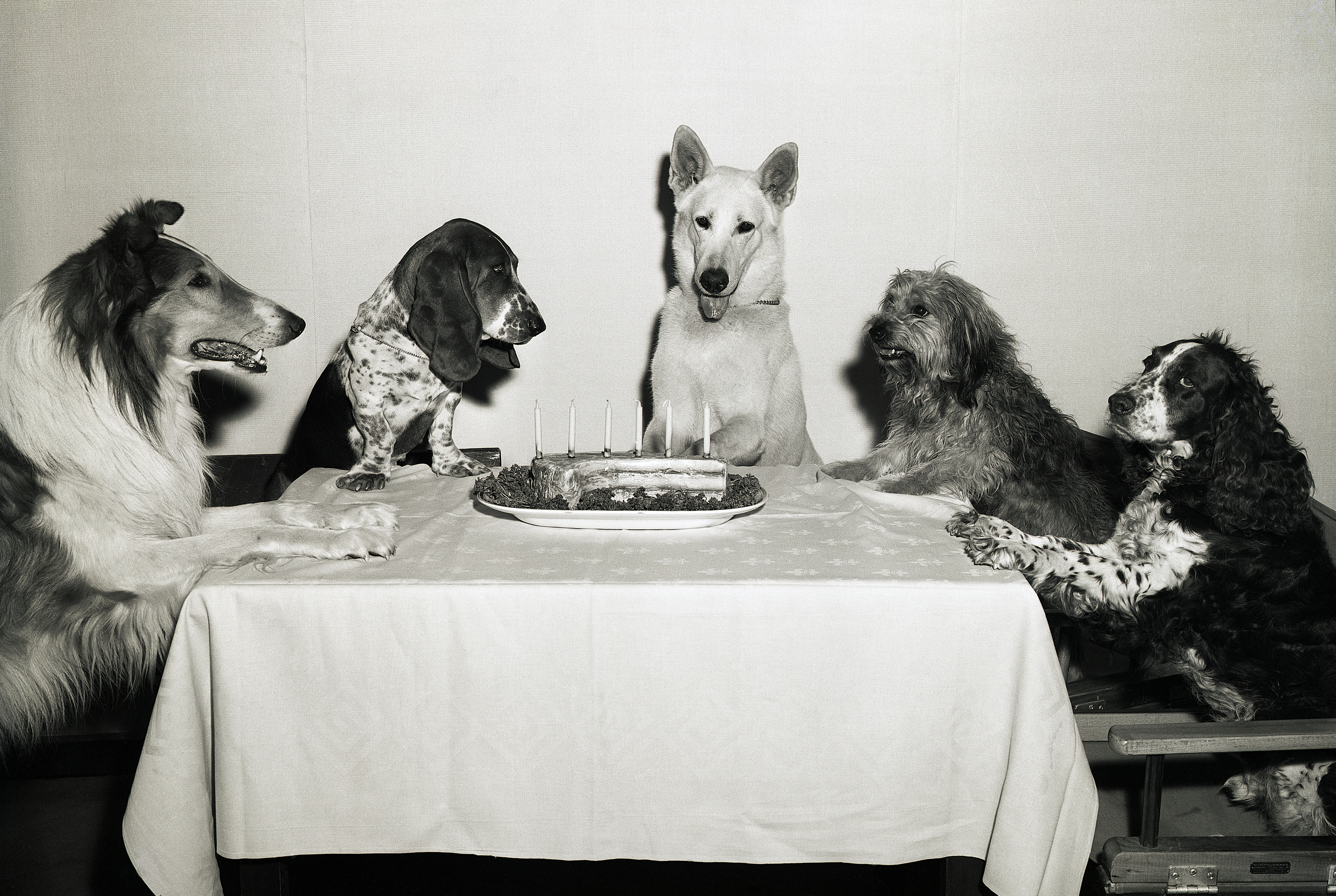 A table of dogs celebrating their birthday party.