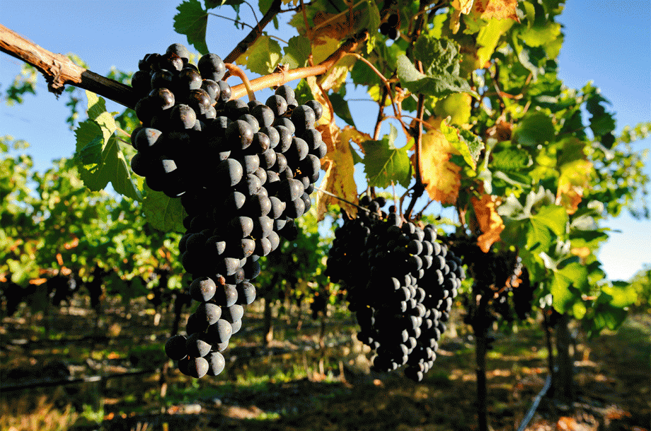 Gimblett gravels 2017