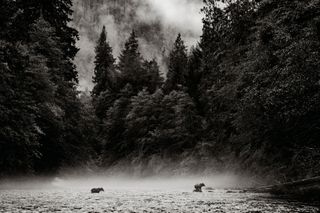 Two bears follow each other over water