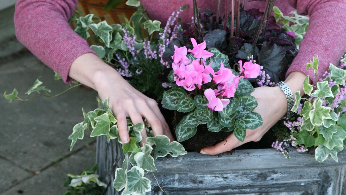 Kickstart 2021 with these 10 essential gardening jobs for January