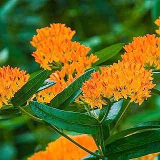 Clover Garden Asclepias tuberosa (Butterfly Milkweed) Orange flowering plant