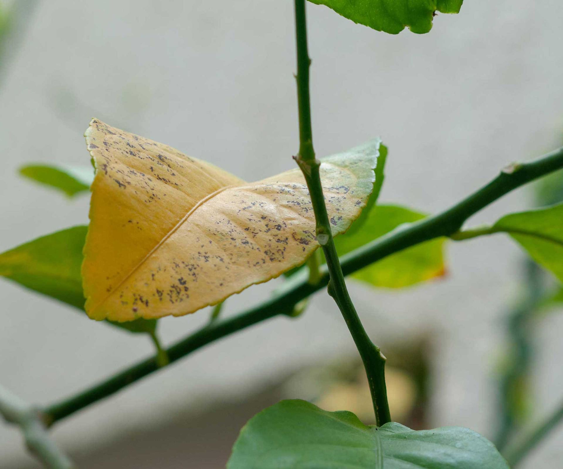 Why are my lemon tree leaves turning yellow? | Homes and Gardens