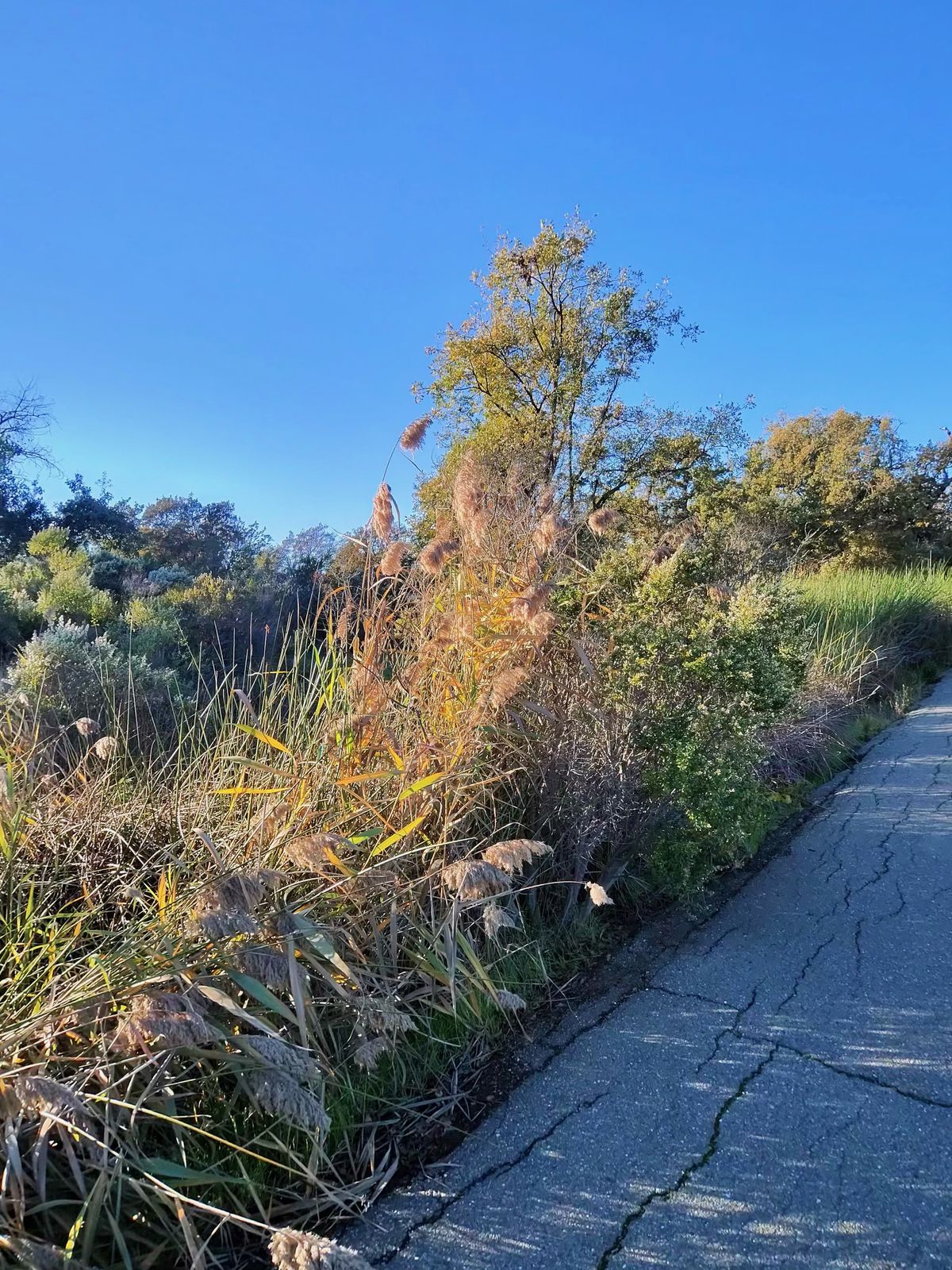 A photo taken with the Oakley Meta Vanguard smart glasses, showing creekbed plants next to a concrete path.