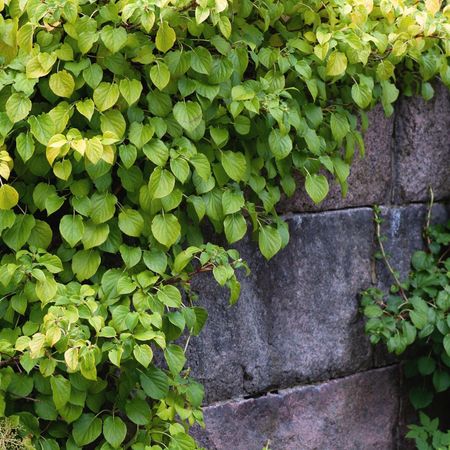 Climbing Hydrangea On Stone Wall