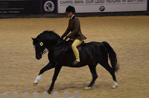 Moelview Chieftain at HOYS. Picture by Helen Whiteley
