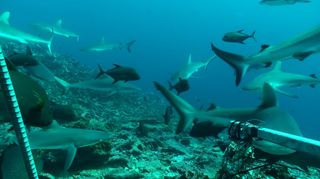 The most sharks Global Finprint has captured in a single image was 12 gray reef sharks along Jarvis Reef in the Pacific Ocean.