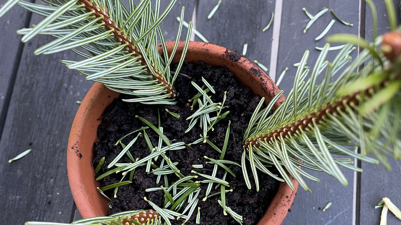 Christmas tree cuttings in terracotta pot with pine needles