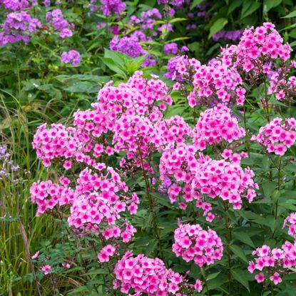 Pink phlox