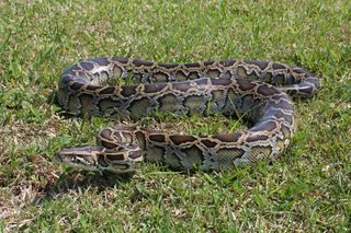 Burmese python in Everglades