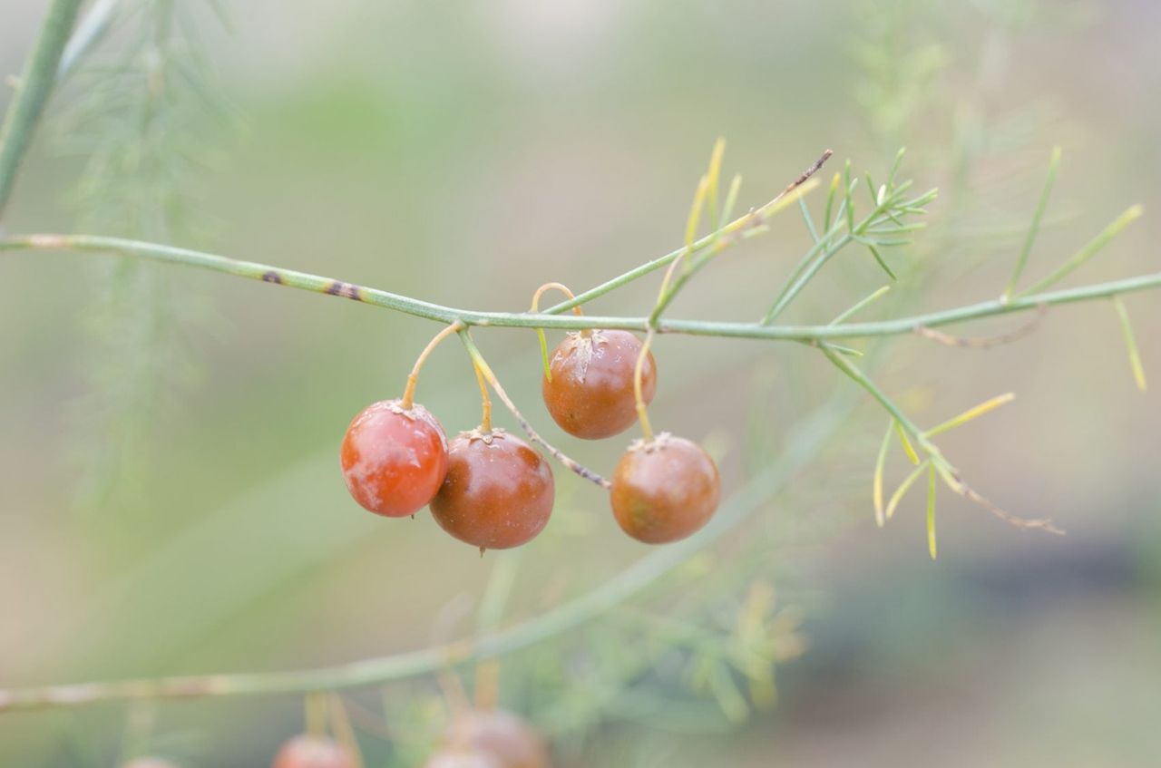 Asparagus Seed Growing on Branch