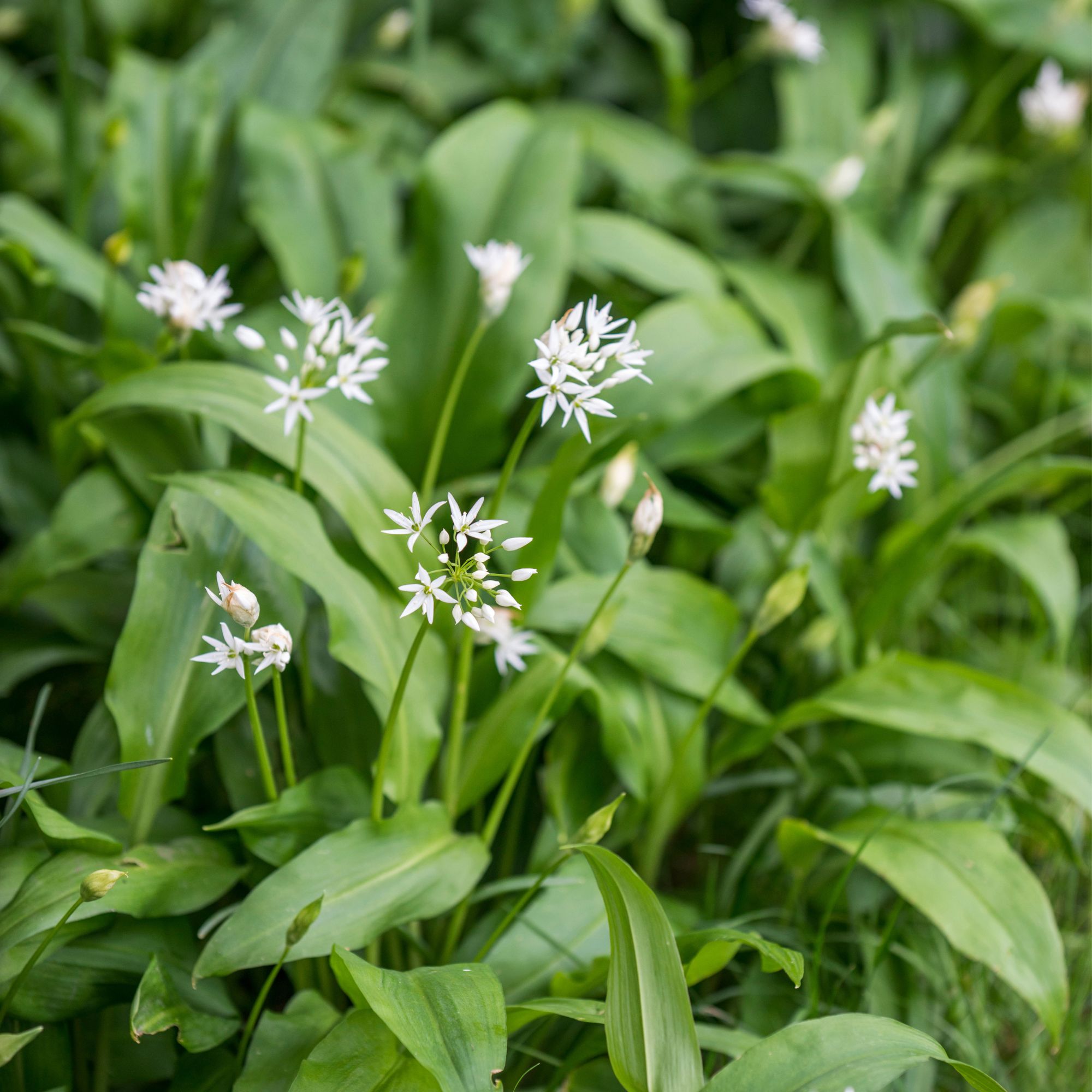 White flowering wild garlic