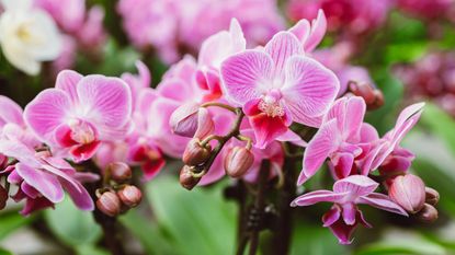 Close-up of pink orchid flowers