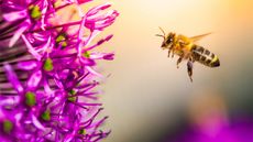 A bee is flying towards a beautiful purple flower