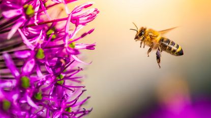 A bee is flying towards a beautiful purple flower