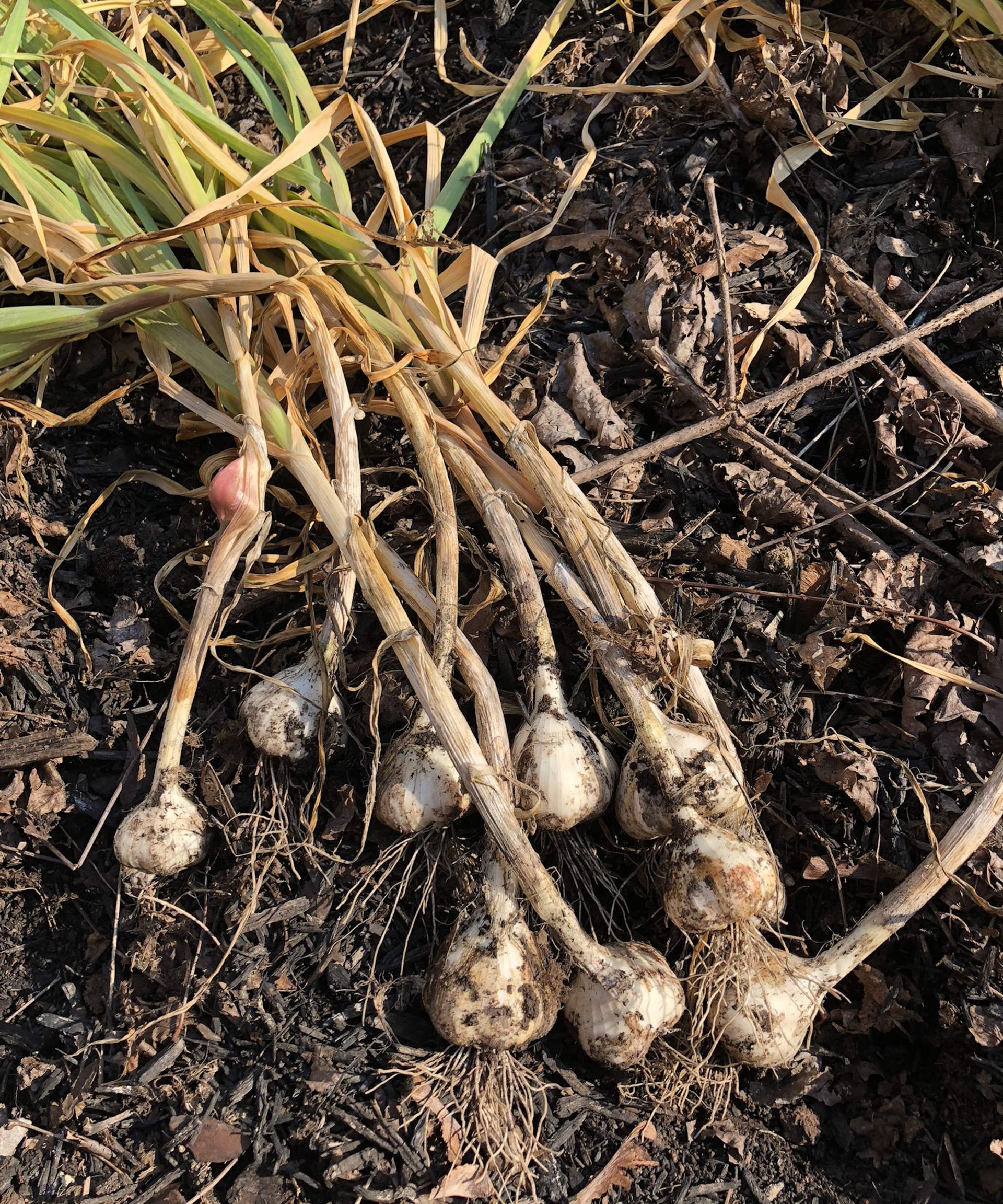 Elephant garlic harvested and laid out on the soil to cure