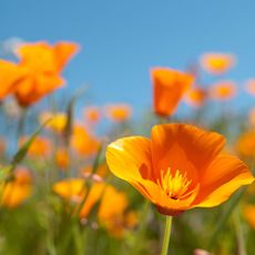 Beautiful California Golden Poppies, California&rsquo;s state flower (Eschscholzia californica), on a sunny spring day.