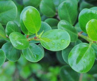 Peperomia tetraphylla