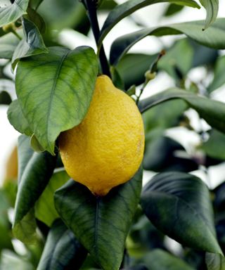 A lemon and leaves on a lemon tree