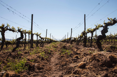 Latin America old vines