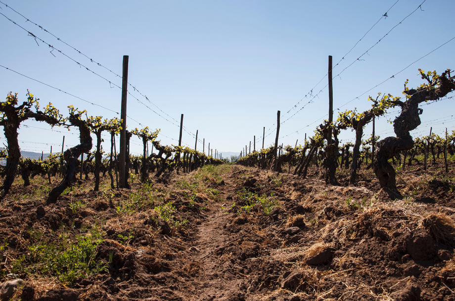 Latin America old vines