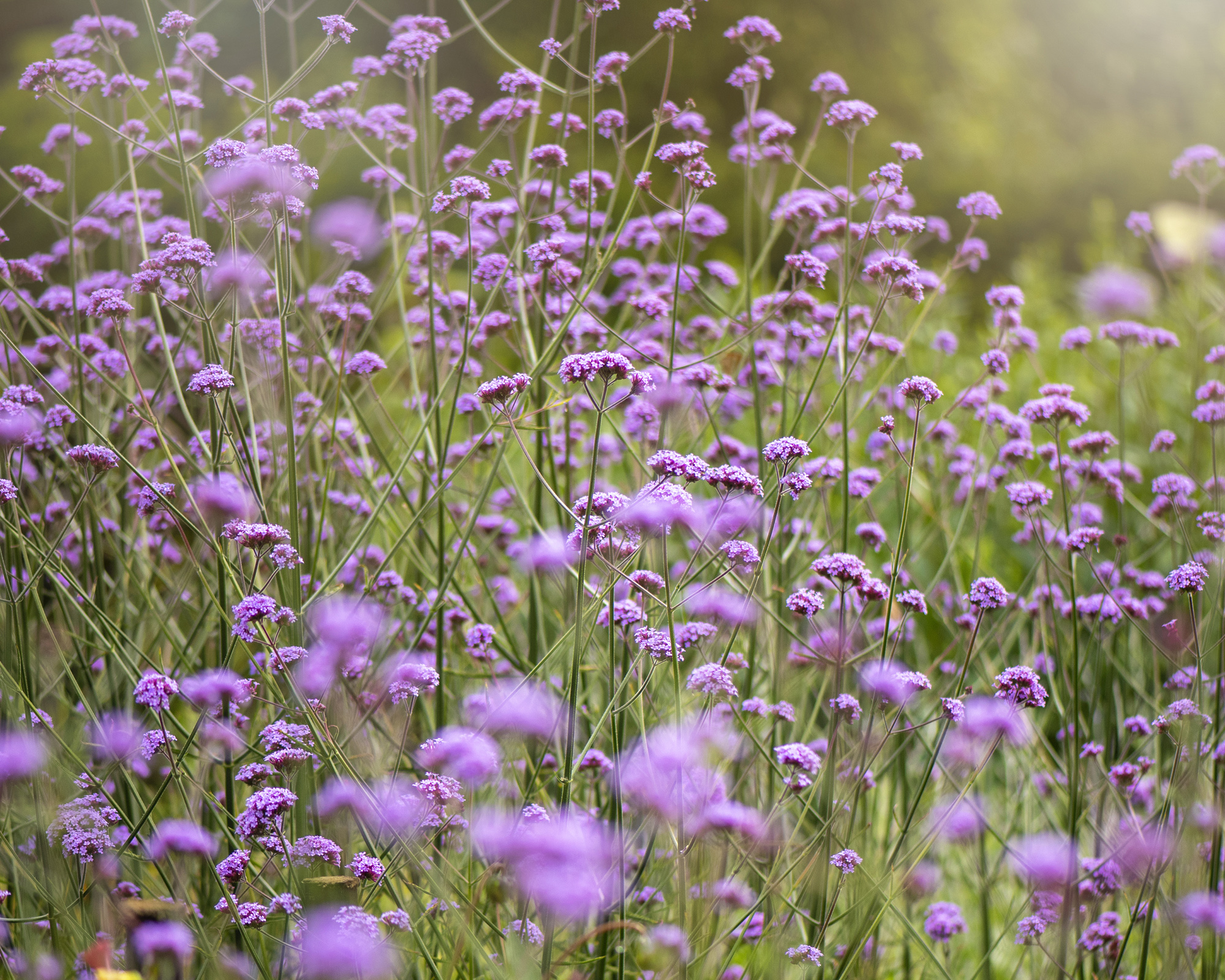 purple Verbena Bonariensis in flower