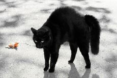 A black cat with haunches up 