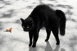 A black cat with haunches up