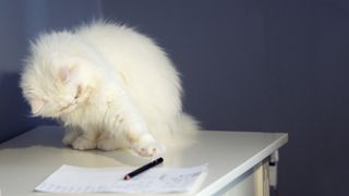 White cat playing with pencil