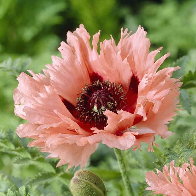 Papaver Orientale Roots - Forncett Summer