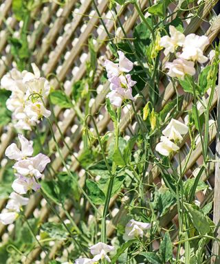 A trellis fence with climbing sweet pea flowers.