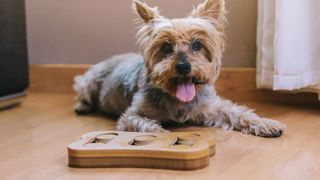 Ways to spot if your dog is smarter than you think