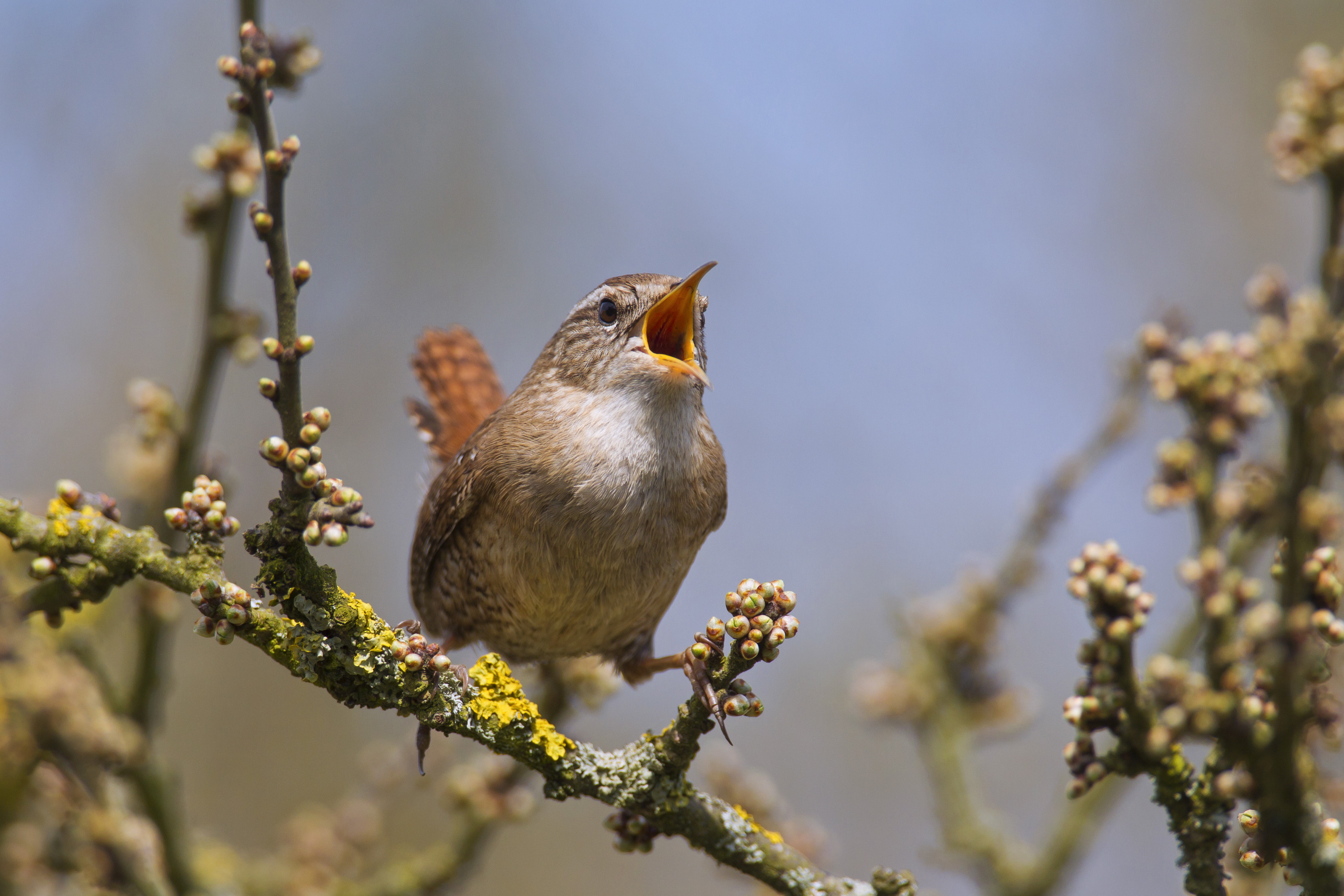 Eurasian Wren chirping