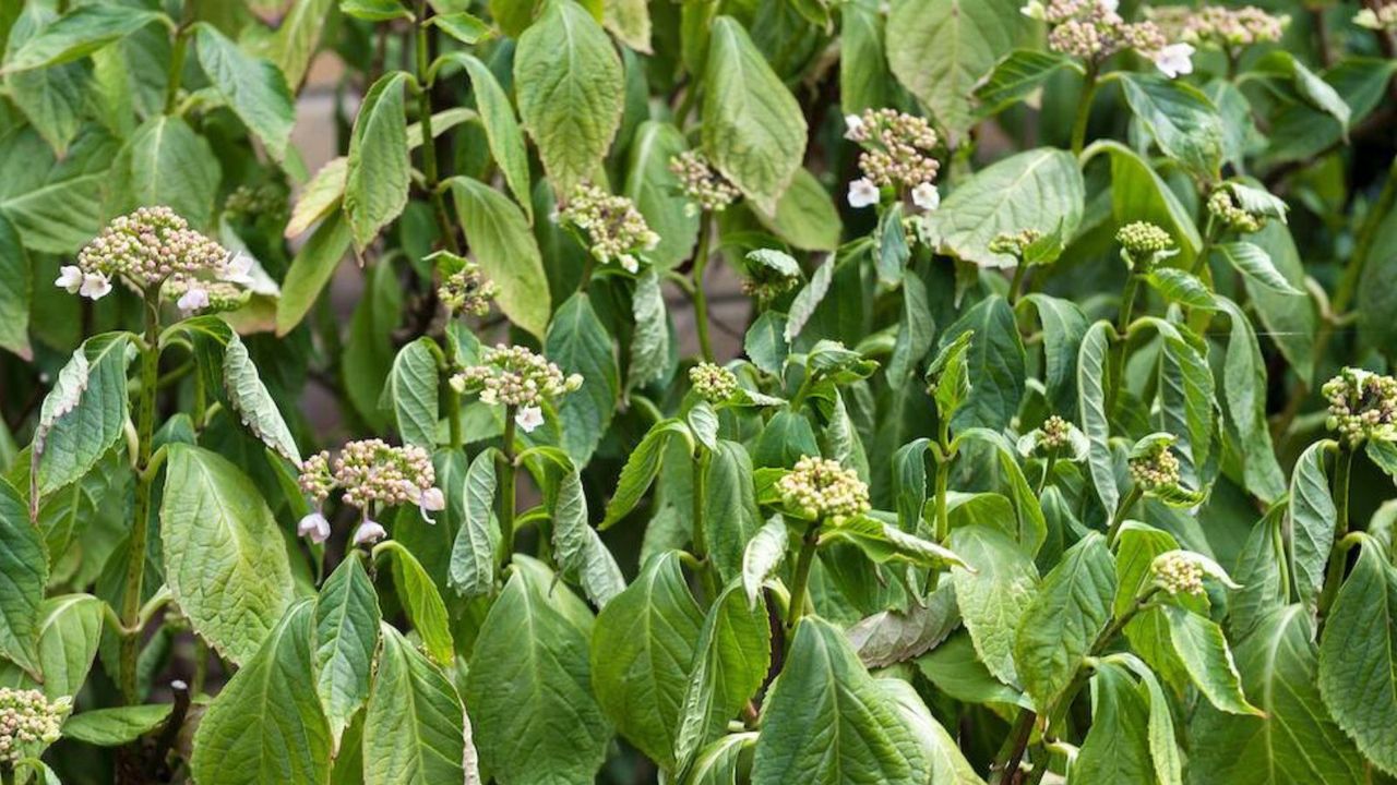 Drooping Hydrangea Plant