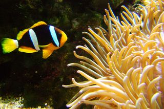 Clownfish swimming near sea anenome. Credit: sxc.hu