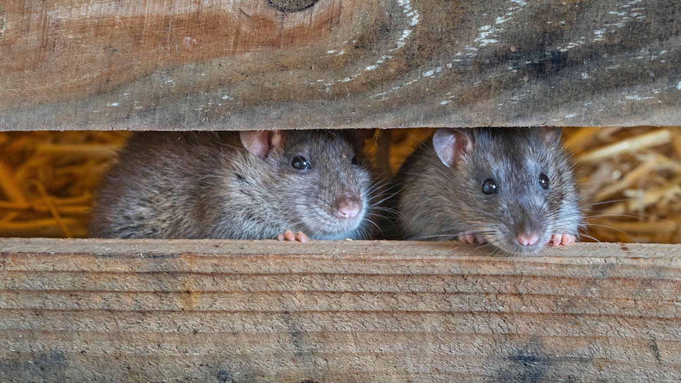 Ethically dealing with rats and mice at the yard