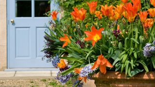 Tulips and hyacinths grow in a plant pot in a technique known as plant lasagna