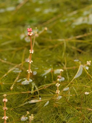 best pond plants: Spiked Water Milfoil (Myriophyllum spicatum)