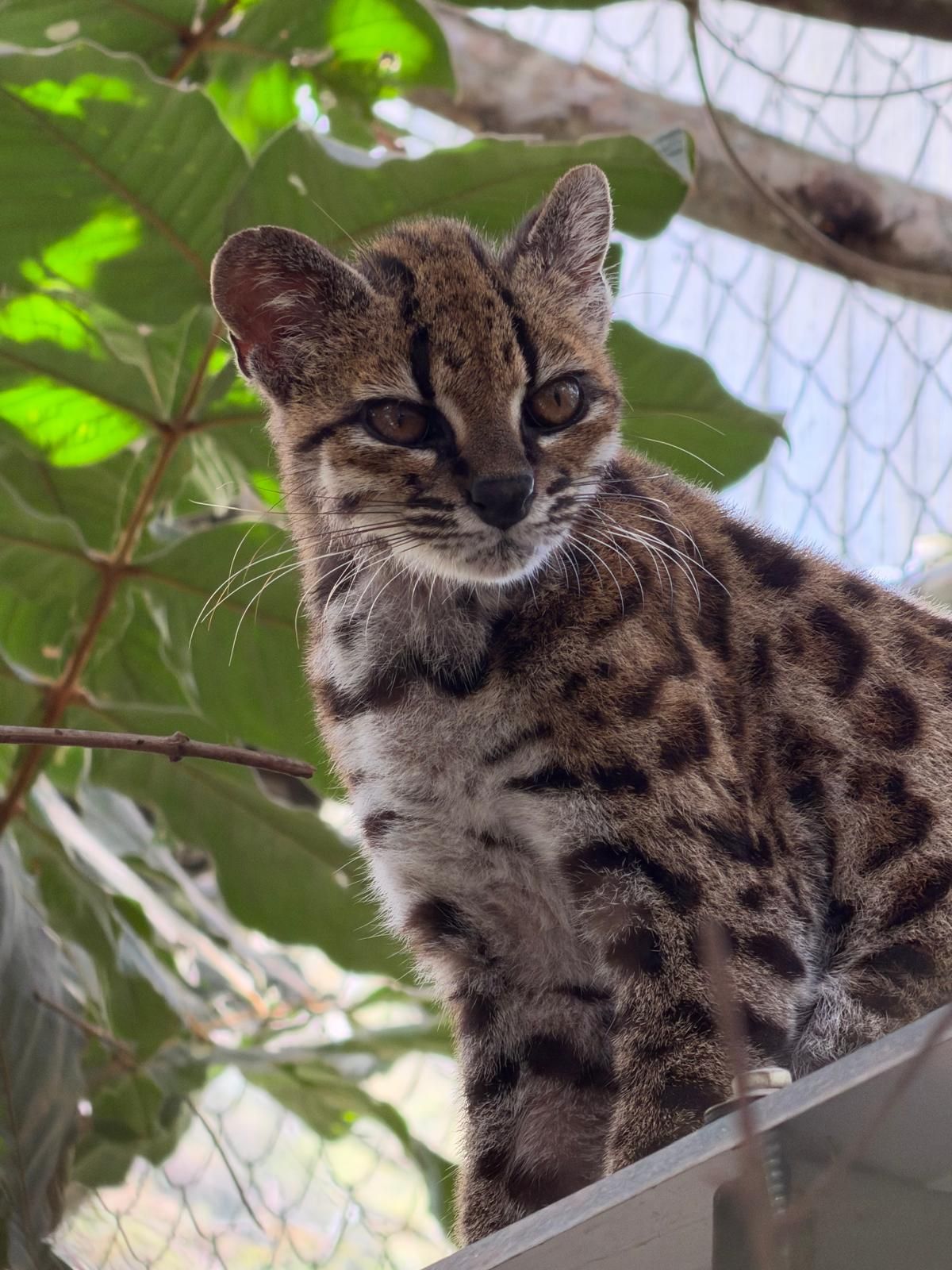 A spotted cat sits and looks to the right of the camera.