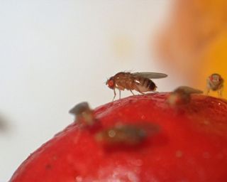 A cluster of fruit flies on red fruit