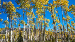 The Pando clone in Utah, which looks like a forest. The leaves are yellow.