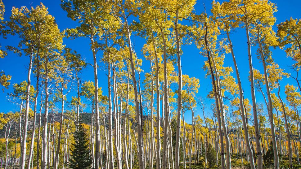 Pando: The world's largest tree and heaviest living organism | Live Science