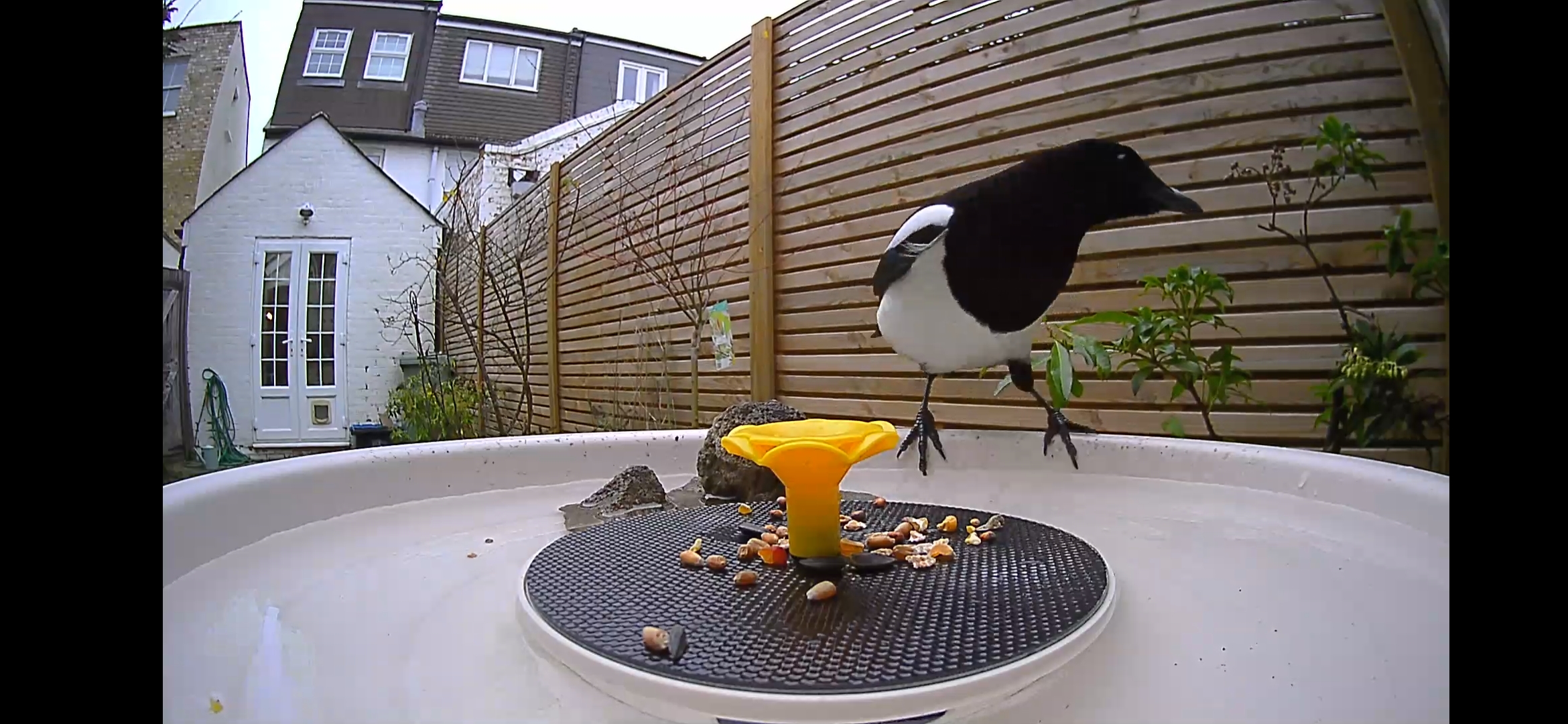 Magpie eating seeds captured on a bird bath camera