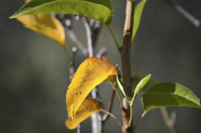 Yellowing Pear Tree Leaves
