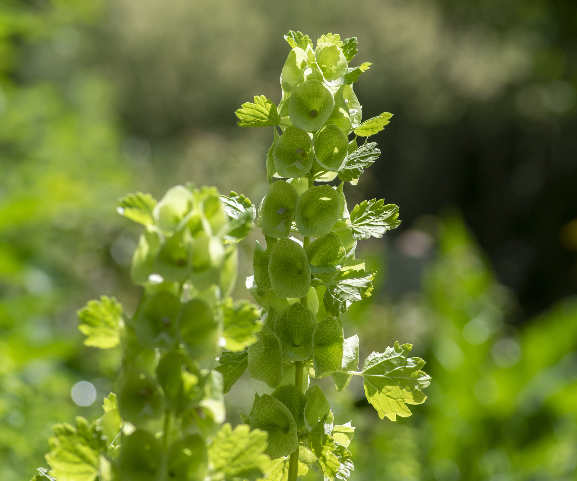 Moluccella laevis apple green shell flowers in bloom, bells of Ireland flowering plant